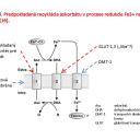 Obr. 4. Predpokladaná recyklácia askorbátu v procese redukcie Fe3+ na Fe2+ [16]. 