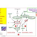Obr. 6. Silymarín: etiopatogenetická komplexná cielená bezpečná terapia overená tisícročiami praxe.